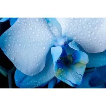 Blue Orchid Flower